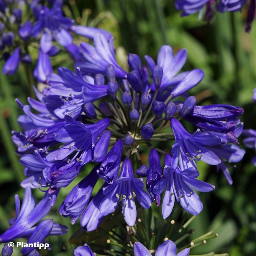 Agapanthus Ever Sapphire (Fioritura)