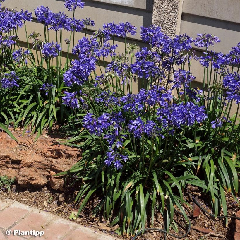 Agapanthus Ever Sapphire (Porto)