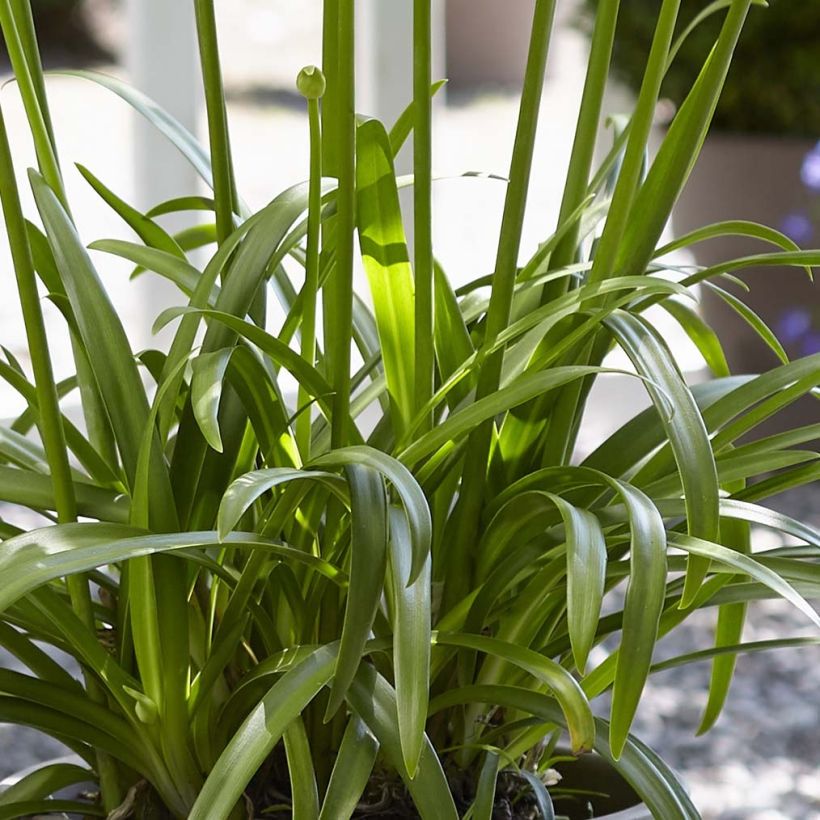 Agapanthus Ever White (Fogliame)