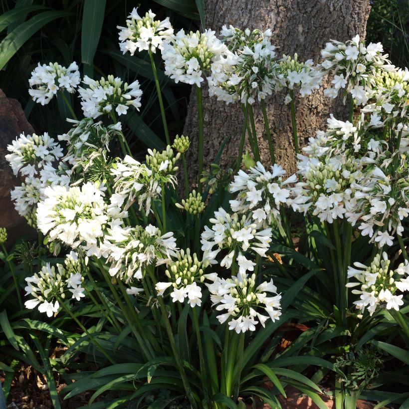 Agapanthus Ever White (Fioritura)