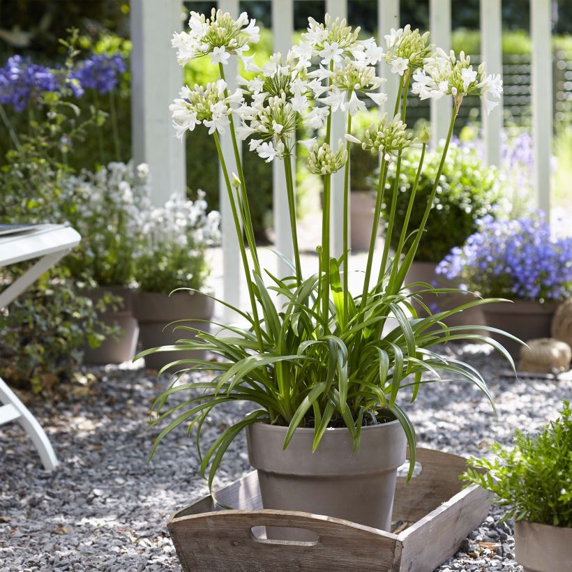 Agapanthus Ever White (Porto)