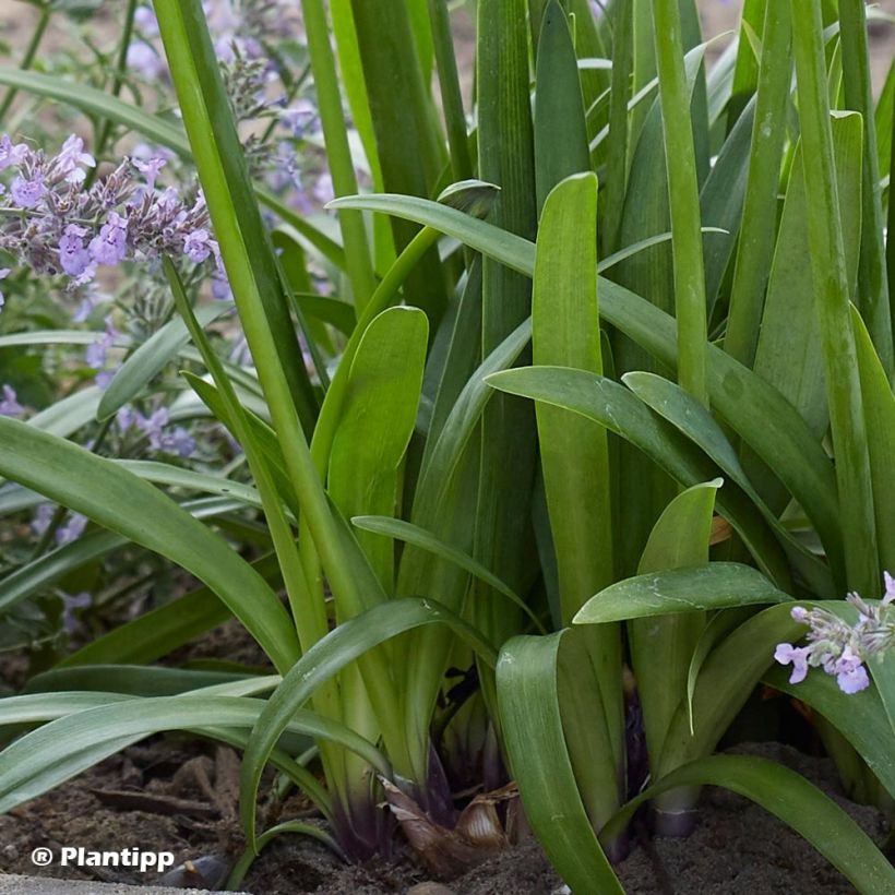 Agapanthus Poppin’ Purple (Fogliame)