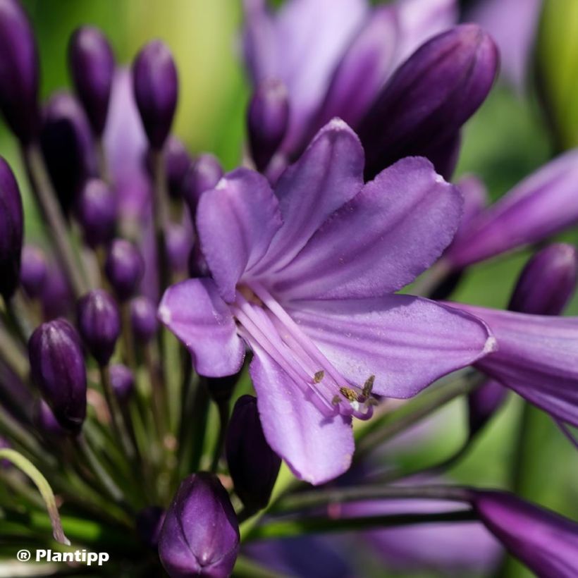 Agapanthus Poppin’ Purple (Fioritura)