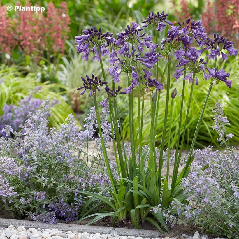 Agapanthus Poppin’ Purple (Porto)