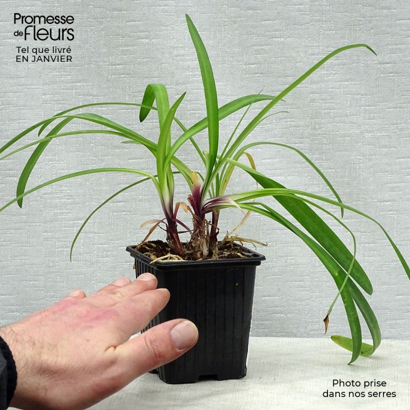 Agapanthe hybride Poppin' Purple en godet de 9 cm esemplare consegnato in inverno