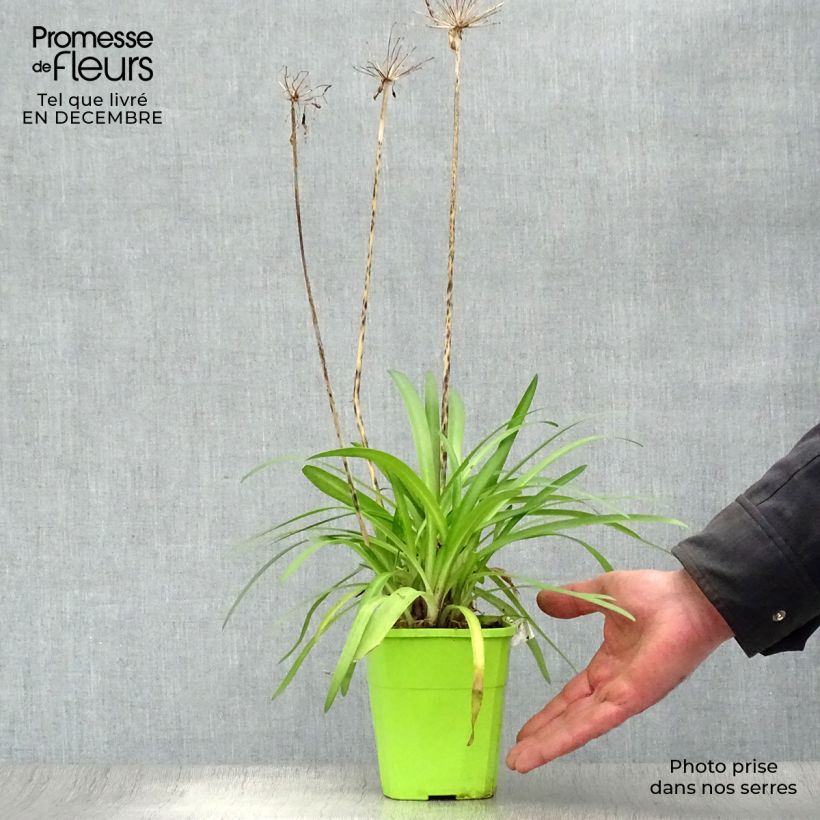 Agapanthe hybride Poppin' Purple en pot de 1,5L/2L esemplare consegnato in inverno