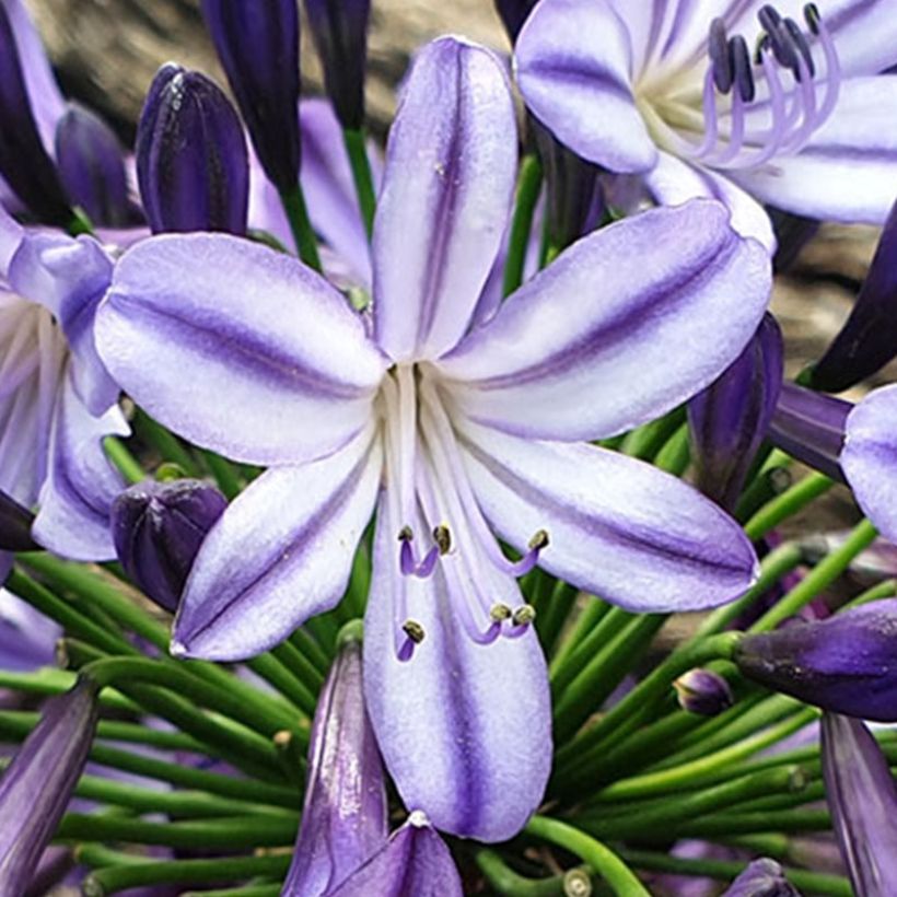 Agapanthus Poppin’ Star (Fioritura)