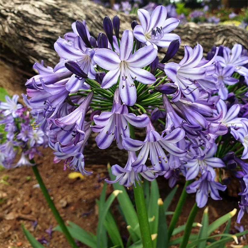 Agapanthus Poppin’ Star (Porto)