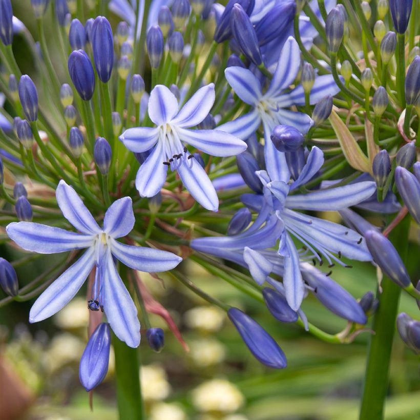 Agapanthus Vallée de l'Authion (Fioritura)