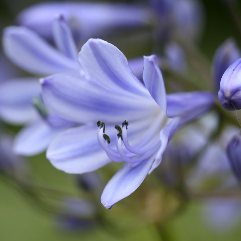 Agapanthus Vallée de la Romanche (Fioritura)