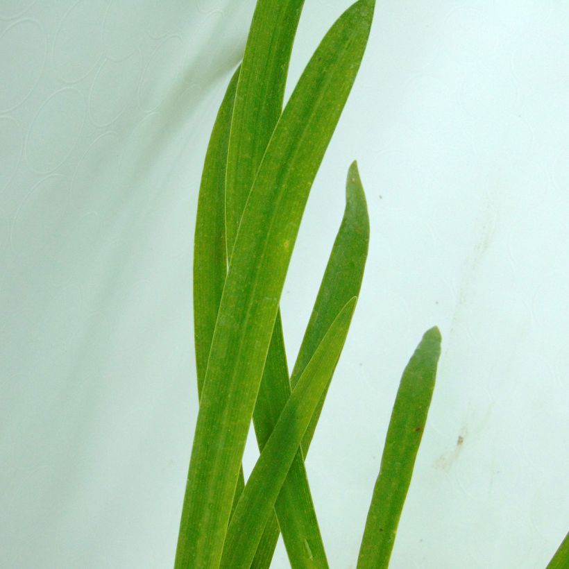 Agapanthus inapertus Graskop (Fogliame)