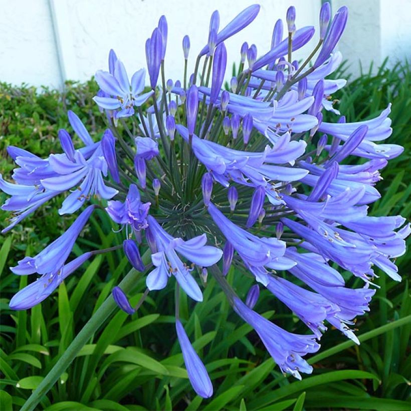 Agapanthus Blue Giant (Fioritura)