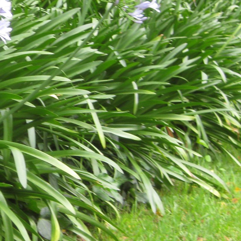 Agapanthus Donau (Fogliame)