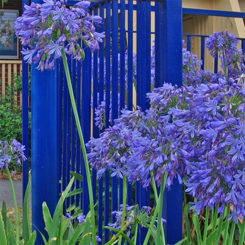 Agapanthus Donau (Fioritura)