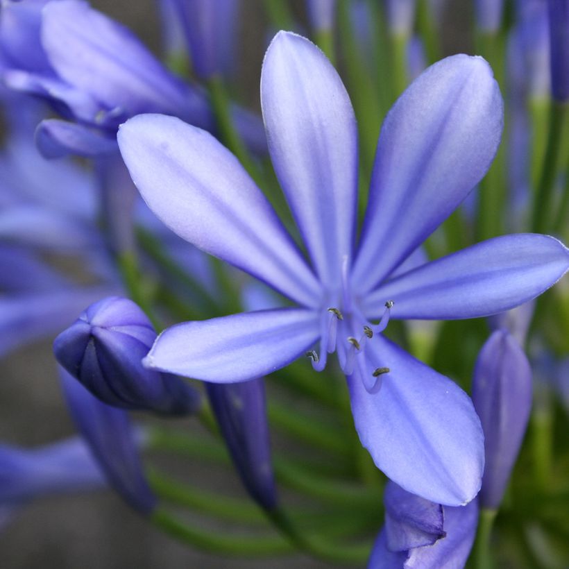 Agapanthus umbellatus (Fioritura)