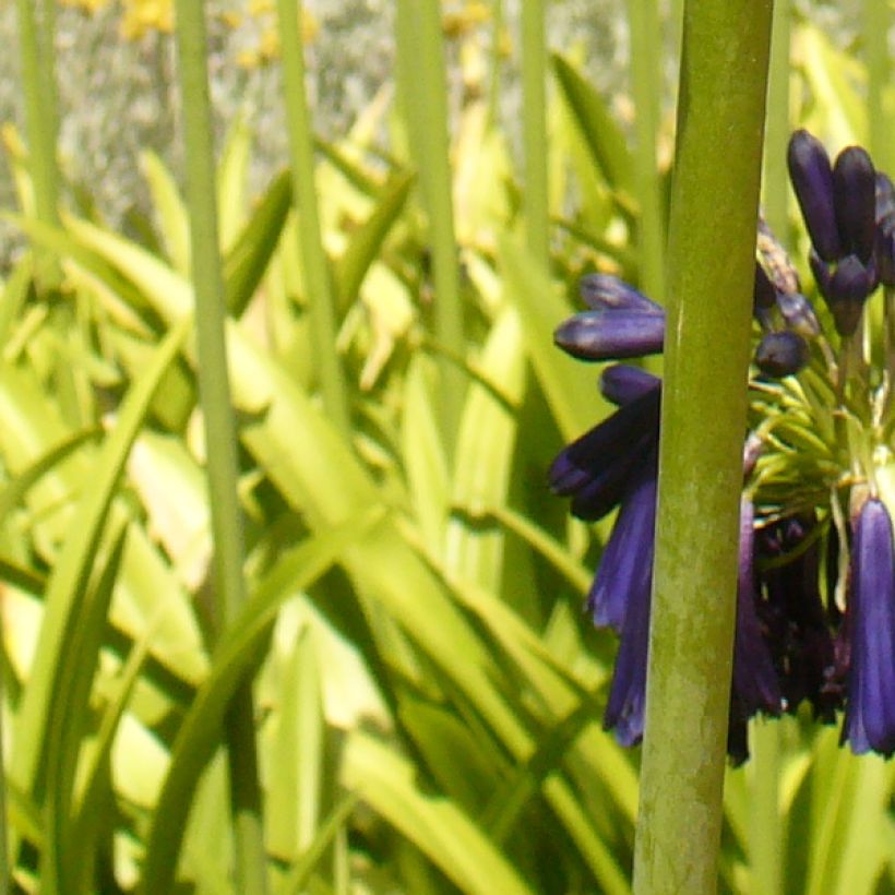 Agapanthus Black Pantha (Fogliame)