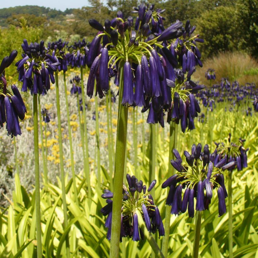 Agapanthus Black Pantha (Porto)