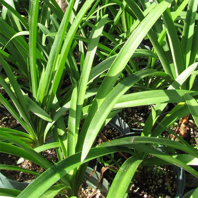 Agapanthus Blue Giant (Fogliame)