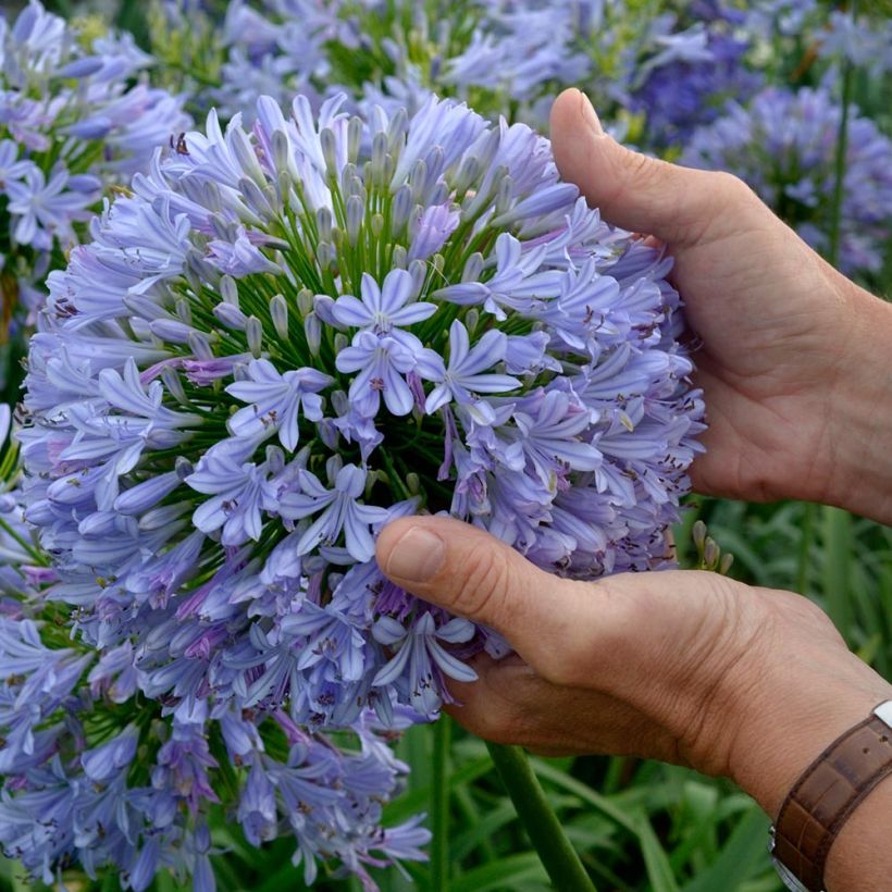 Agapanthus Blue Infinity (Fioritura)