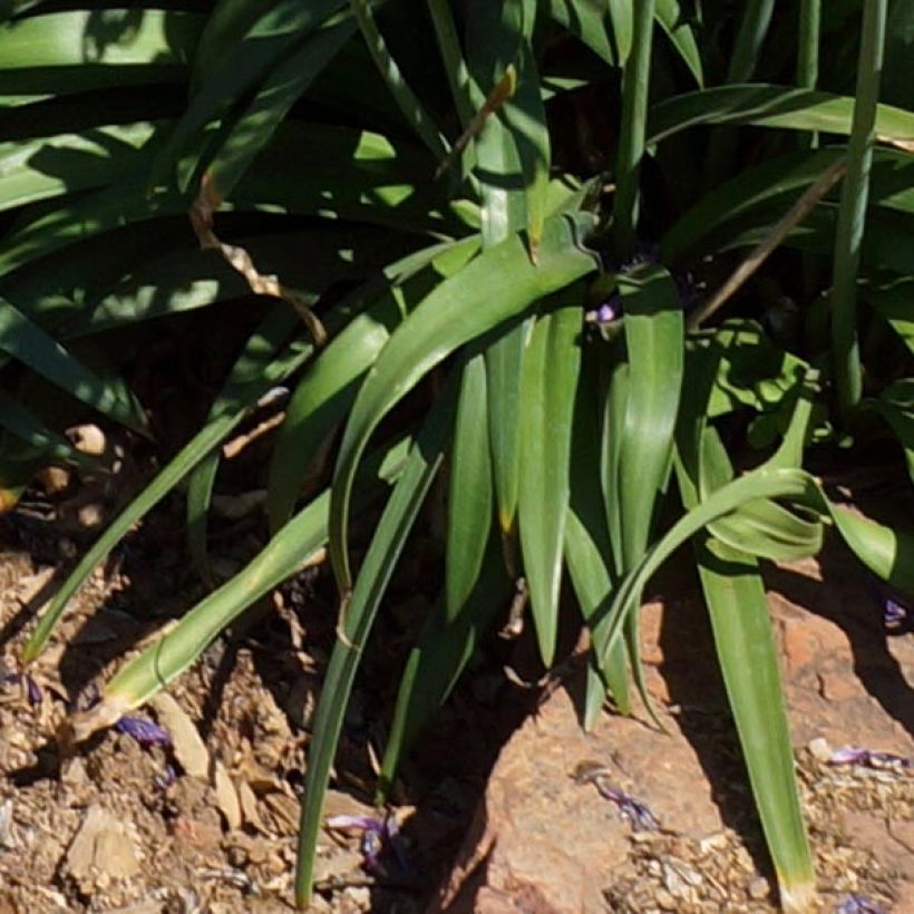 Agapanthus Blue Jeans (Fogliame)