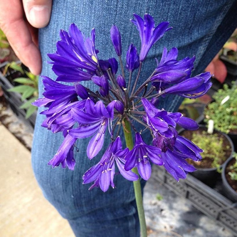 Agapanthus Blue Jeans (Fioritura)