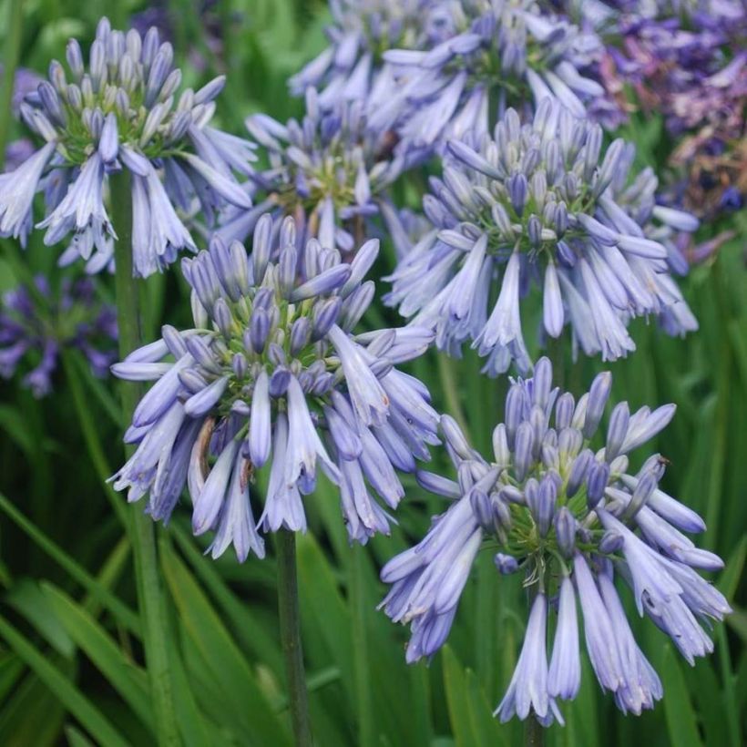 Agapanthus Celebration (Fioritura)