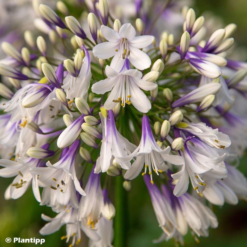 Agapanthus Fireworks (Fioritura)