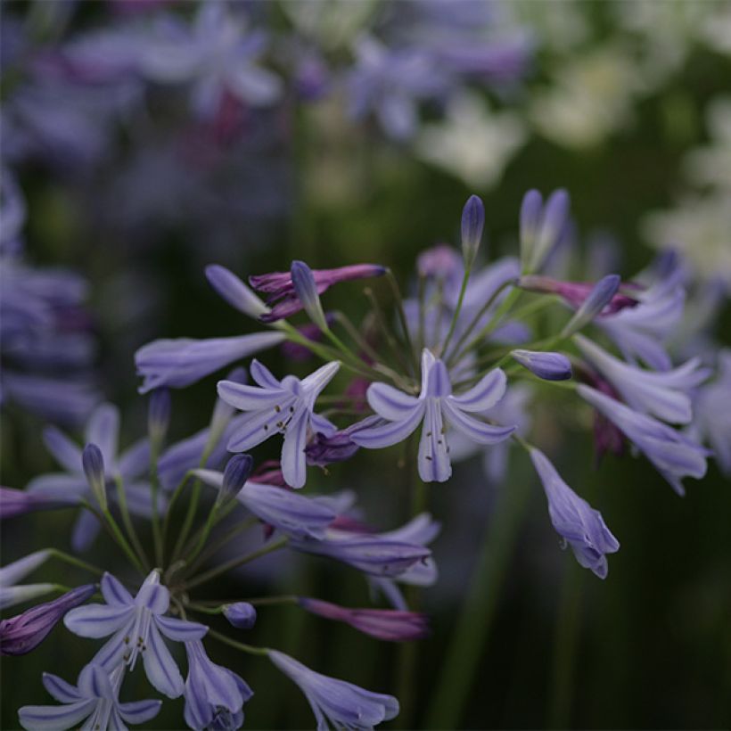 Agapanthus Lapis Lazuli (Fioritura)