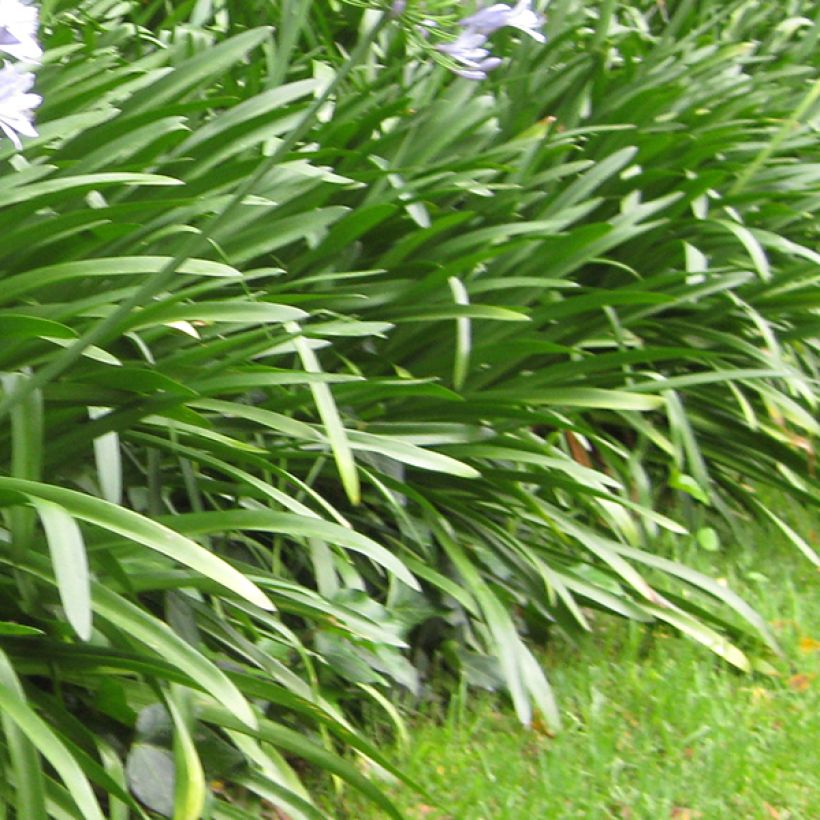 Agapanthus Megan's Mauve (Fogliame)