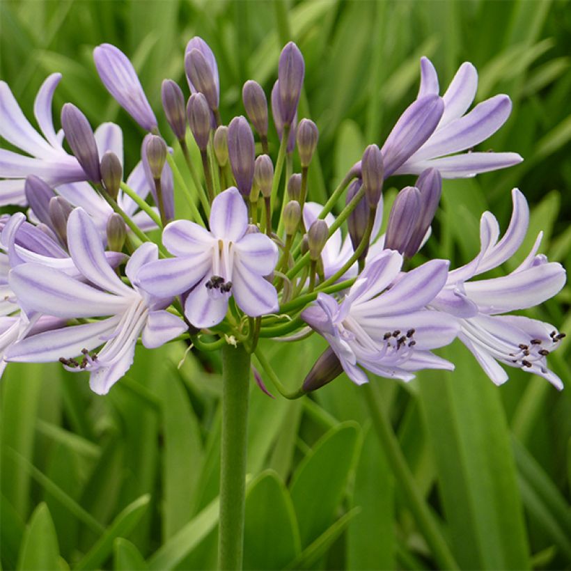 Agapanthus Megan's Mauve (Fioritura)