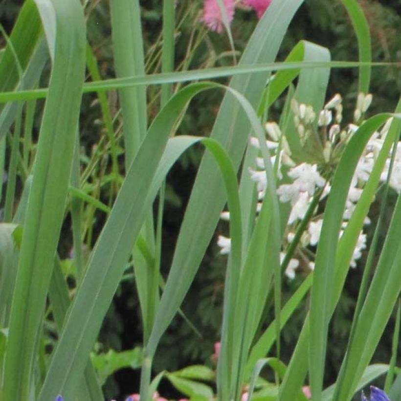 Agapanthus Navy Blue (Fogliame)