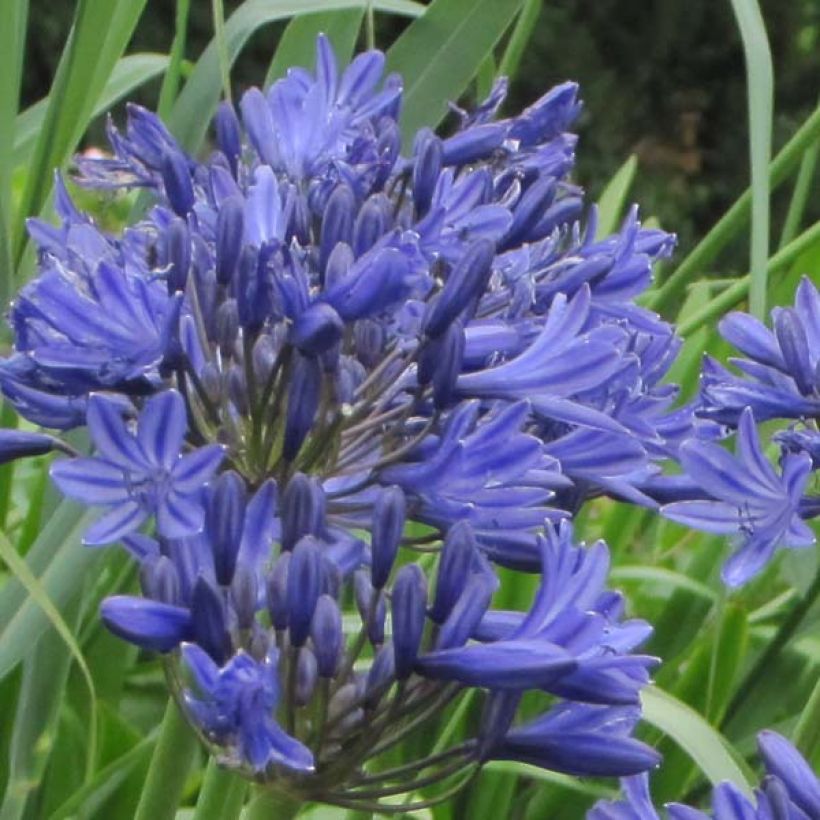 Agapanthus Navy Blue (Fioritura)