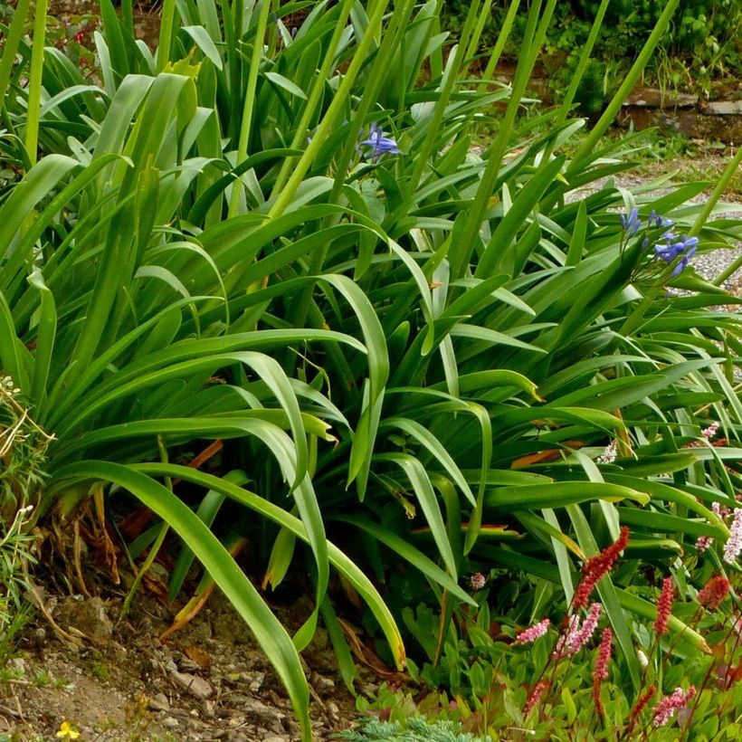 Agapanthus Pretty Sandy (Fogliame)