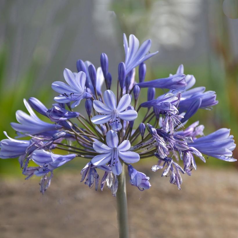 Agapanthus Pretty Sandy (Fioritura)