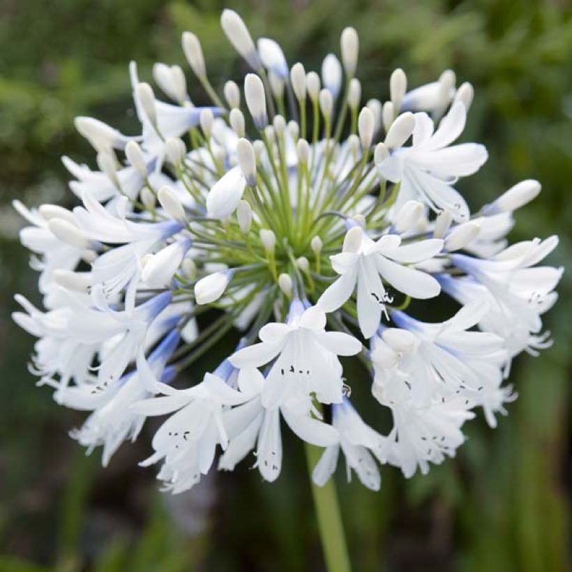 Agapanthus Queen Mum (Fioritura)