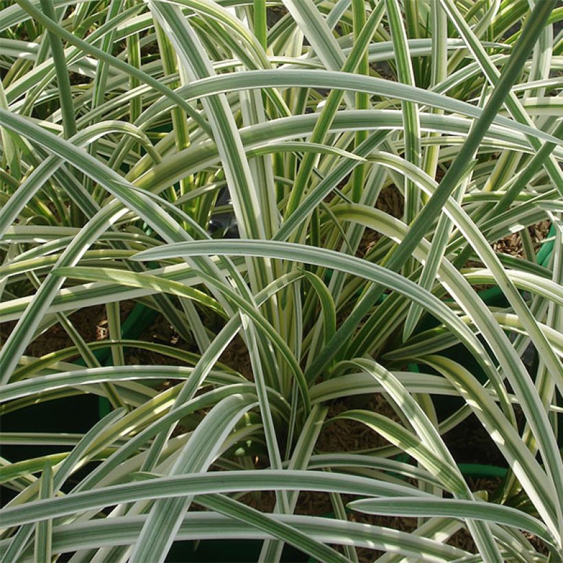 Agapanthus Silver Moon (Fogliame)