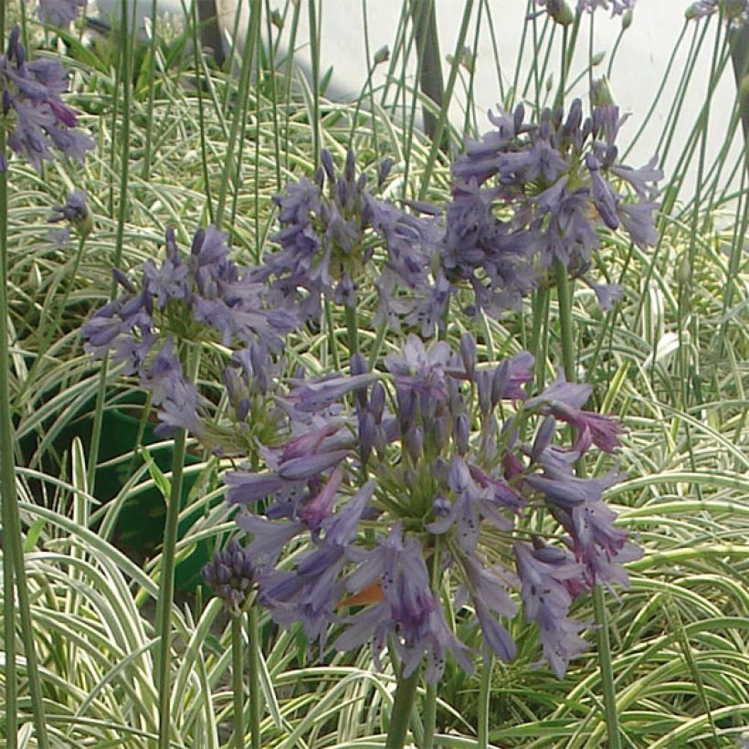 Agapanthus Silver Moon (Fioritura)