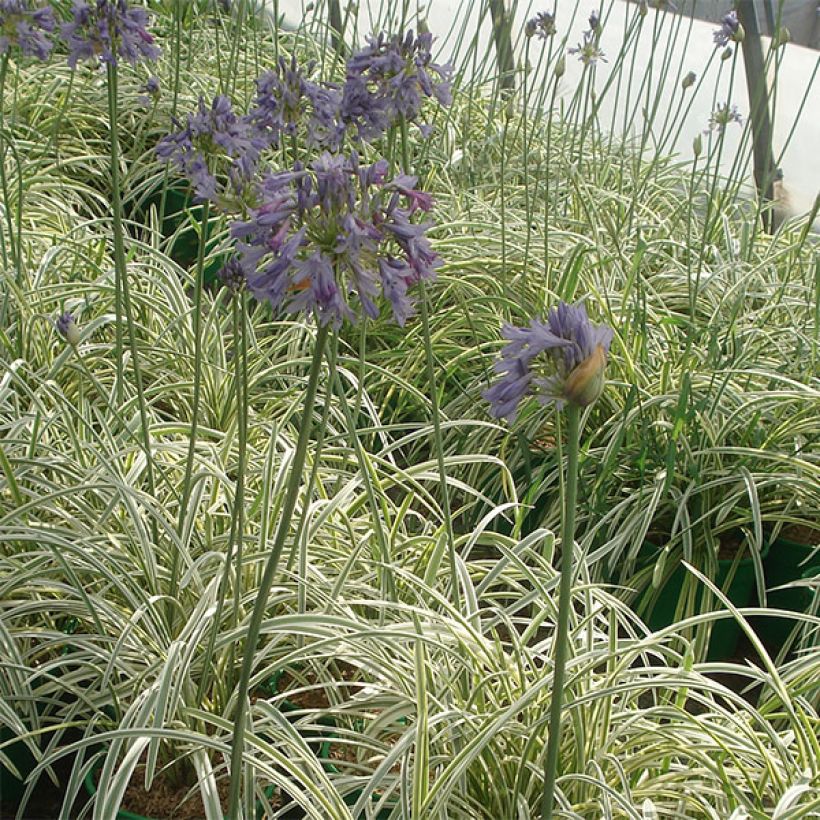 Agapanthus Silver Moon (Porto)