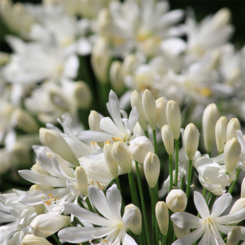 Agapanthus umbellatus Albus (Fioritura)