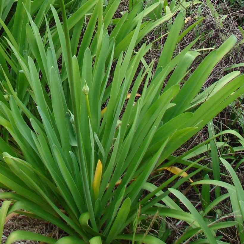 Agapanthus campanulatus var. albidus var. albidus (Fogliame)