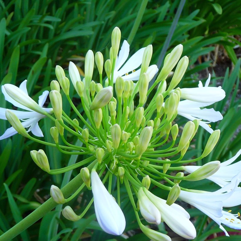 Agapanthus campanulatus var. albidus var. albidus (Fioritura)