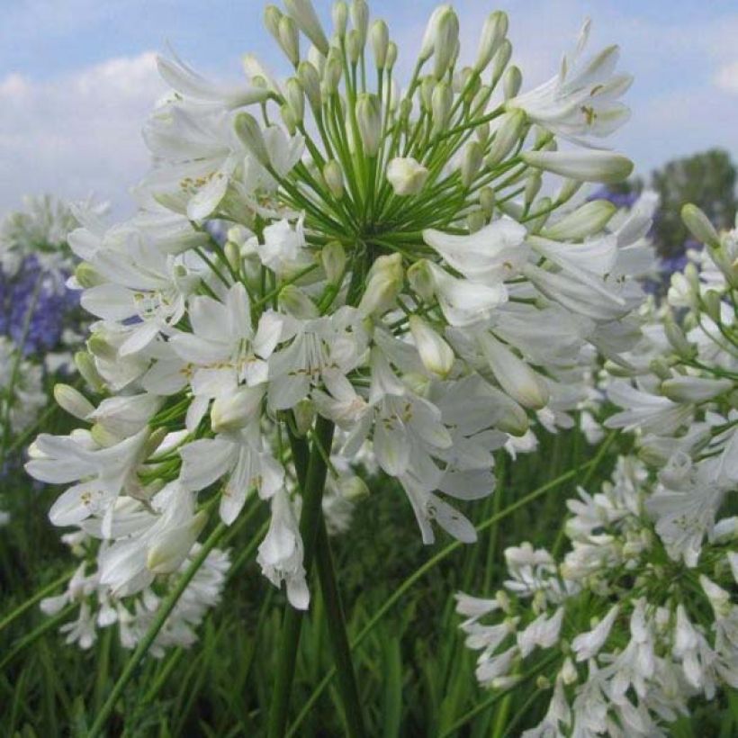 Agapanthus Ice Lolly (Porto)