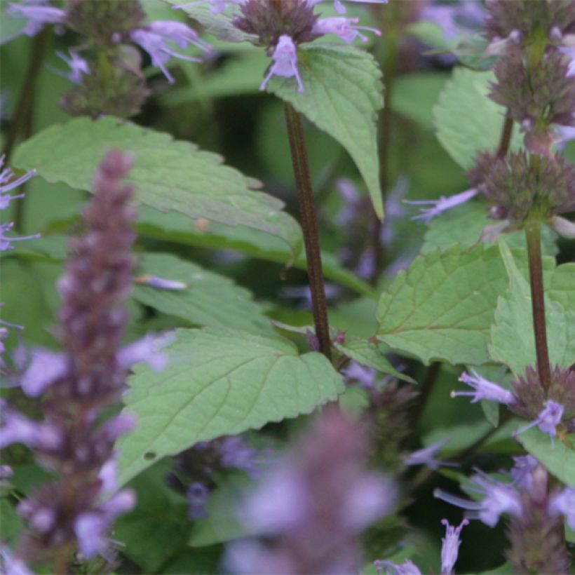 Agastache rugosa After Eight - Menta coreana (Fogliame)