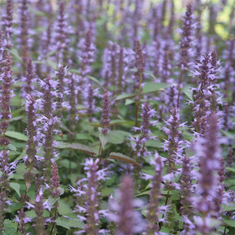 Agastache rugosa After Eight - Menta coreana (Fioritura)