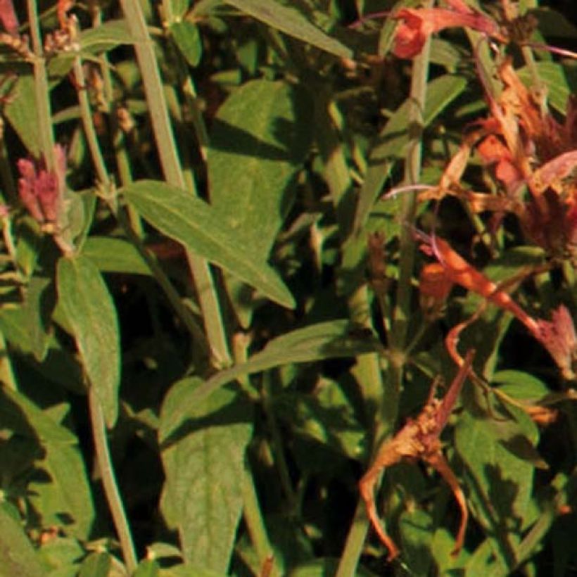 Agastache barberi Firebird (Fogliame)