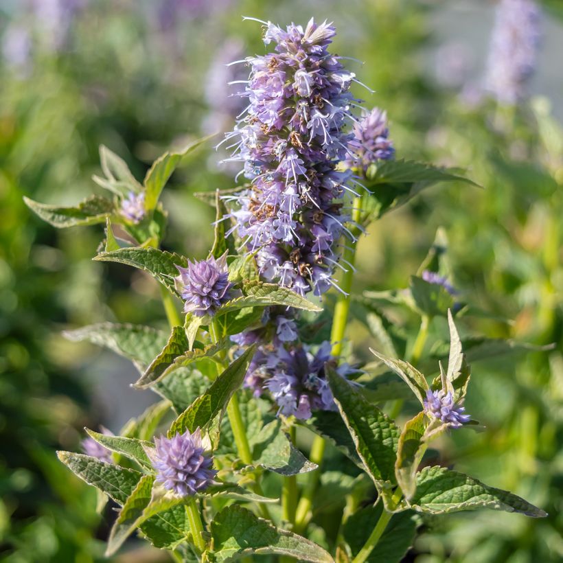 Agastache Blue Boa (Fioritura)