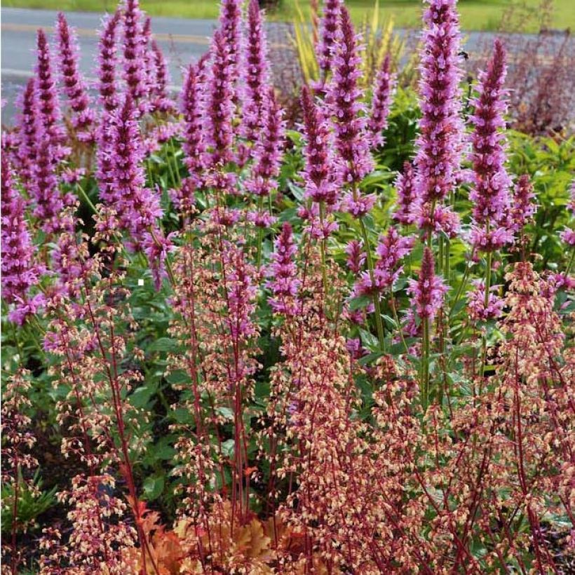 Agastache Cotton Candy (Fioritura)