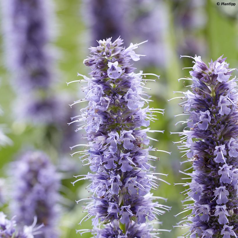 Agastache Crazy Fortune (Fioritura)