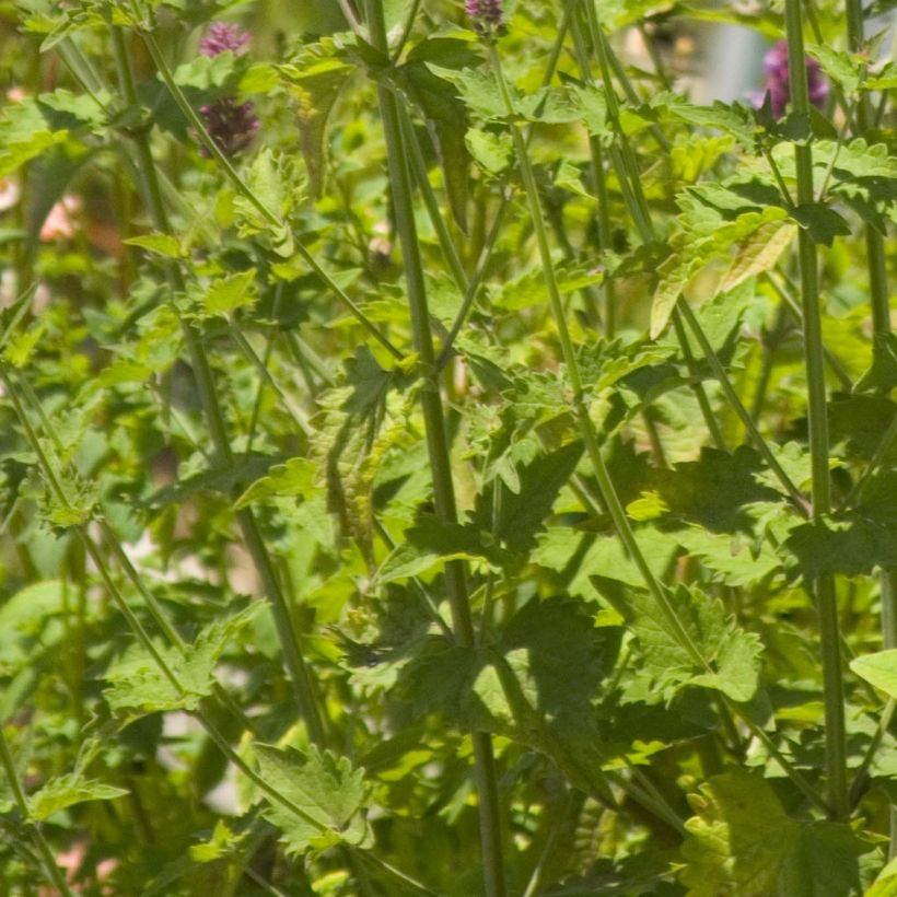 Agastache Globetrotter (Fogliame)