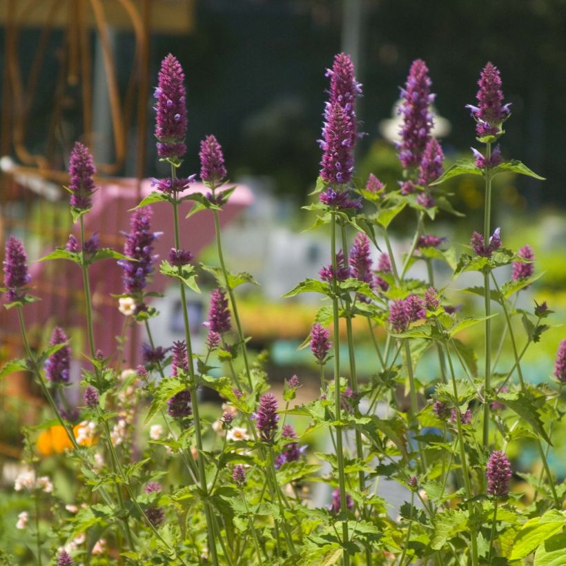 Agastache Globetrotter (Fioritura)